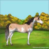 Horse Color:Brown Dun Splash 