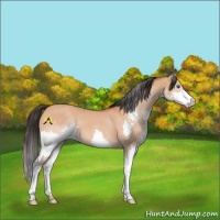 Horse Color:Bay Dun Splash 