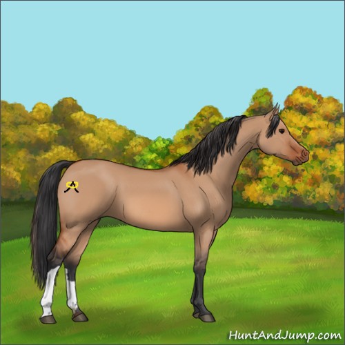Horse Color:Bay Dun 