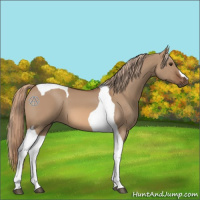 Horse Color:Red Dun Tobiano 