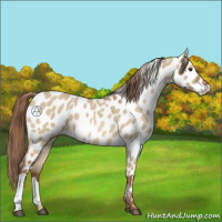 Horse Color:Red Dun Appaloosa