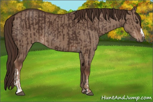 Horse Color:Liver Chestnut  and Liver Red Dun 