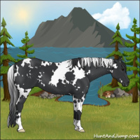 Horse Color:White Spotted Black 