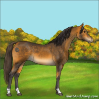 Horse Color:Buckskin 