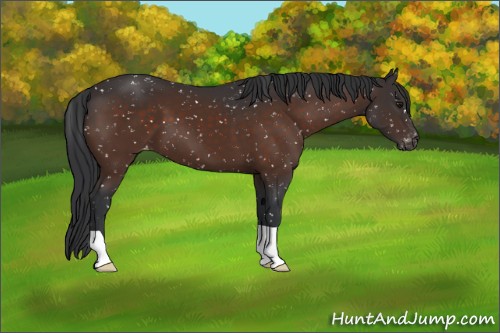 Horse Color:Brown Appaloosa 