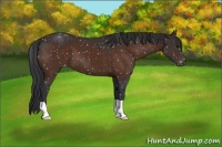 Horse Color:Brown Appaloosa 