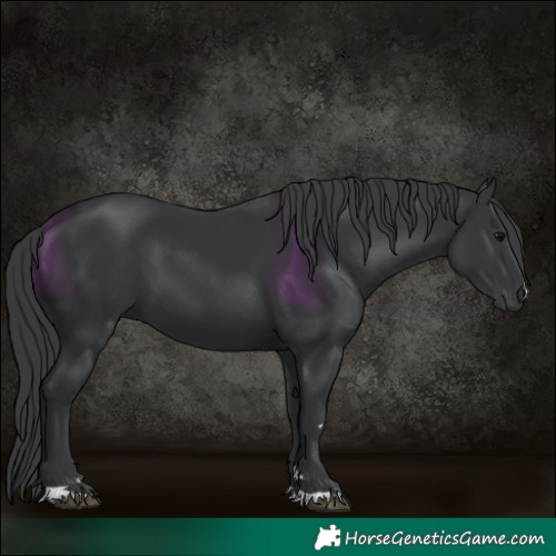 Horse Color:Black 