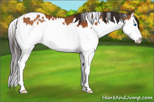 Horse Color:White Spotted Buckskin Splash 