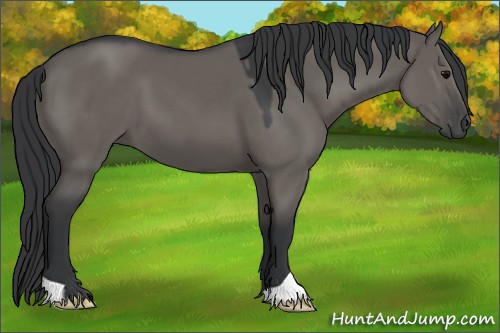 Horse Color:Grullo 