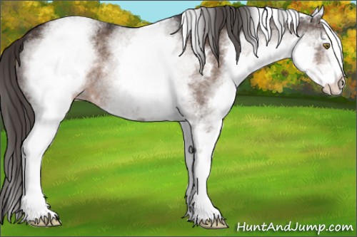 Horse Color:White Spotted Liver Chestnut Appaloosa 