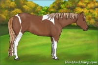 Horse Color:Chestnut Tobiano