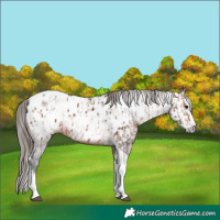 Horse Color:Bay Splash Tobiano Appaloosa  and Gray Bay Splash Tobiano Appaloosa 