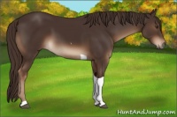 Horse Color:Liver Chestnut Tobiano 
