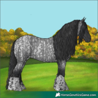 Horse Color:Blue Roan  and Blue Roan 