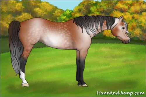 Horse Color:Gray Bay