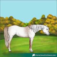 Horse Color:Gray Chestnut 
