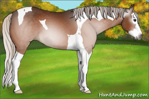 Horse Color:Gray Silver Bay Splash Tobiano