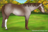 Horse Color:Gray Chestnut 