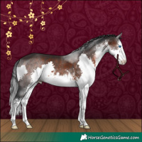 Horse Color:White Spotted Brown Splash 
