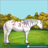Horse Color:Painted Silver Bay Sabino Splash Tobiano Appaloosa 