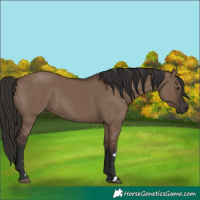 Horse Color:Liver Red Dun Rabicano 