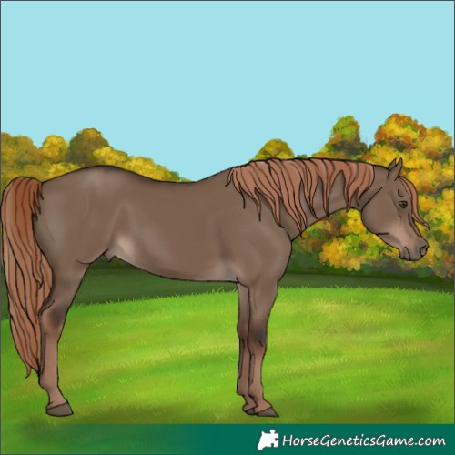 Horse Color:Liver Red Dun Rabicano