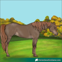 Horse Color:Liver Red Dun Rabicano 