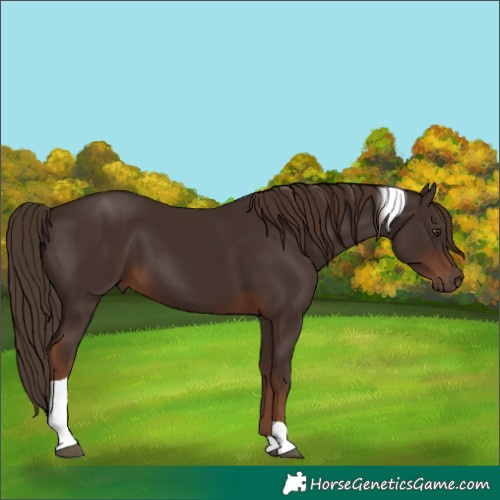 Horse Color:Liver Chestnut Tobiano 