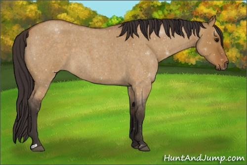 Horse Color:Buckskin Roan Dun 