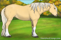 Horse Color:Palomino 