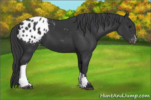 Horse Color:Black Appaloosa 