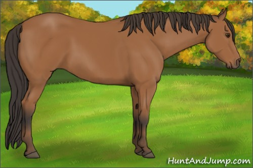 Horse Color:Unknown 