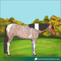 Horse Color:Bay Roan Tobiano