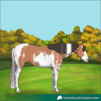 Horse Color:Bay Sabino Splash Tobiano
