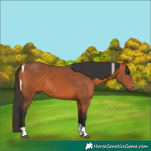 Horse Color:Bay Tobiano 