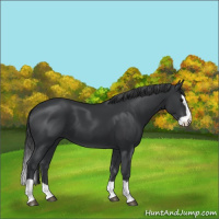 Horse Color:Black Splash 