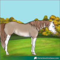 Horse Color:Liver Red Dun Splash 
