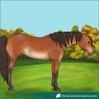 Horse Color:Bay 
