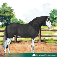 Horse Color:Black Splash 