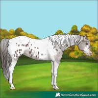 Horse Color:White Spotted Liver Chestnut Tobiano Appaloosa 