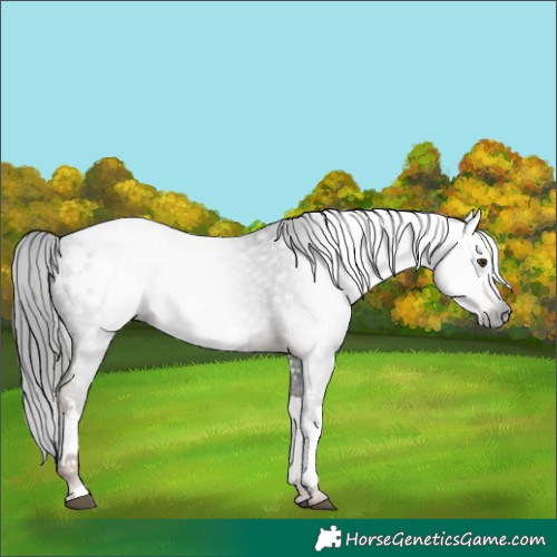 Horse Color:Gray White Spotted Liver Chestnut Blanket 