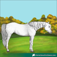 Horse Color:Gray White Spotted Liver Chestnut Blanket 