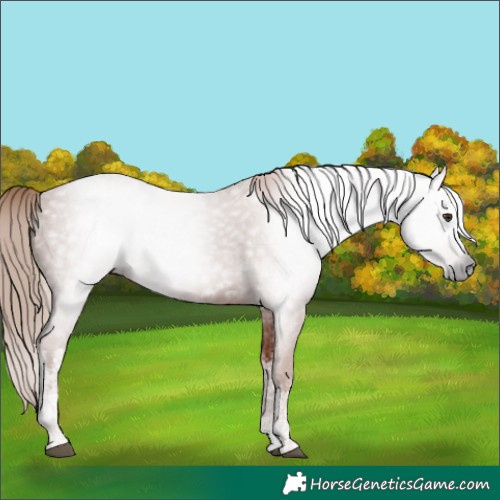 Horse Color:Gray White Spotted Chestnut 