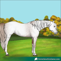 Horse Color:Gray White Spotted Chestnut 