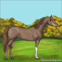 Horse Color:Liver Red Dun 