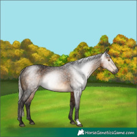 Horse Color:Gray Silver Buckskin 