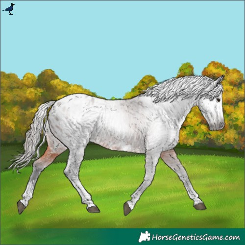 Horse Color:Gray Bay Sabino Appaloosa Rabicano 