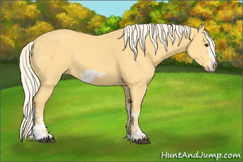Horse Color:Palomino Splash Frame  and Palomino Splash Frame 