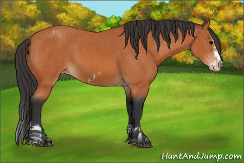 Horse Color:Bay Splash Frame and Bay Splash Frame Appaloosa