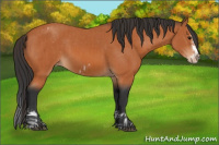 Horse Color:Bay Splash Frame  and Bay Splash Frame Varnish 